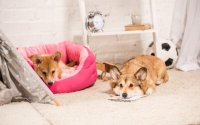 HVAC Maintenance Tips for Pet Owners